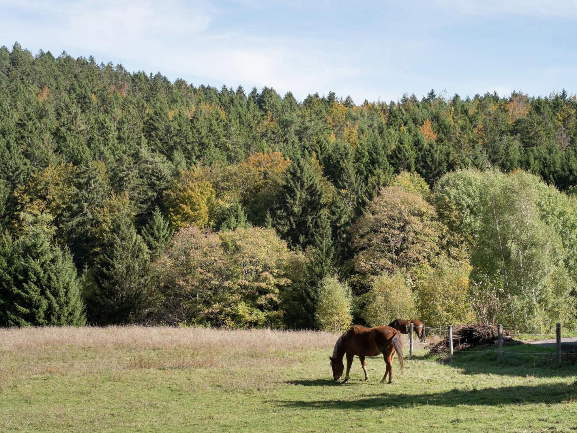 Cozy Holiday Apartment In The Black Forest Dachsberg im Schwarzwald Exterior foto